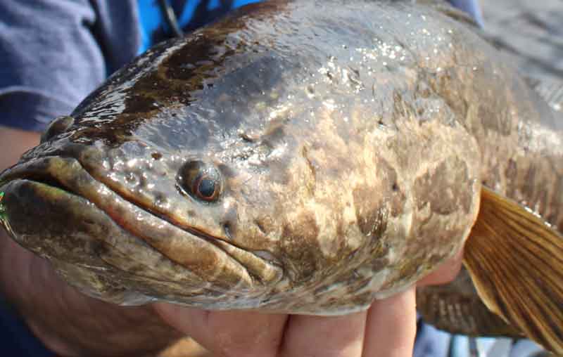 snakehead fish