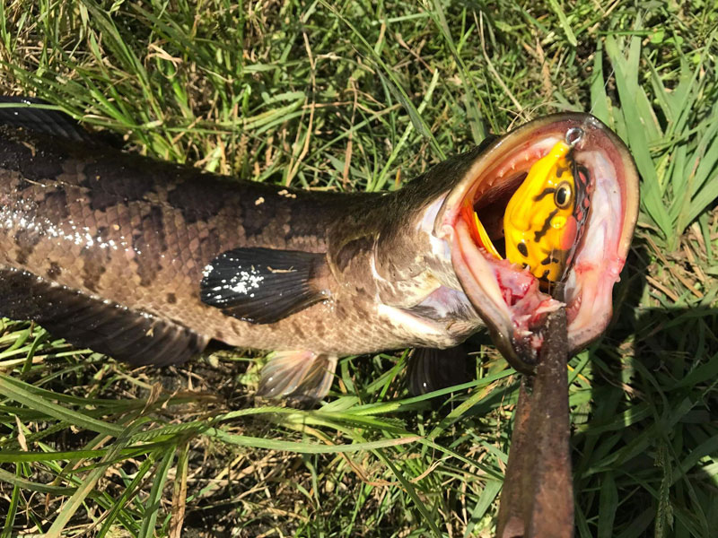 snakehead on a topwater frog