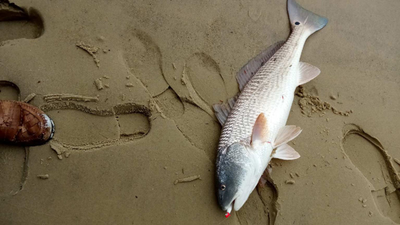 chesapeake redfish