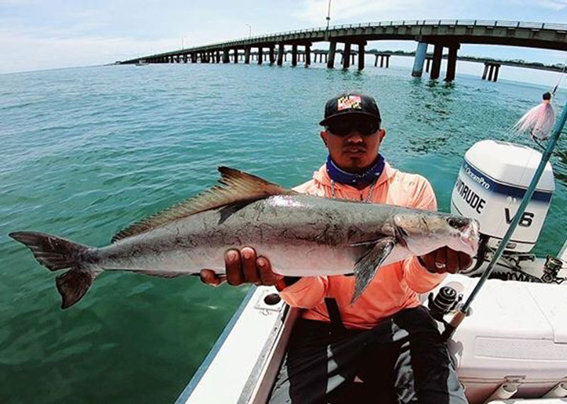 cobia at the cbbt