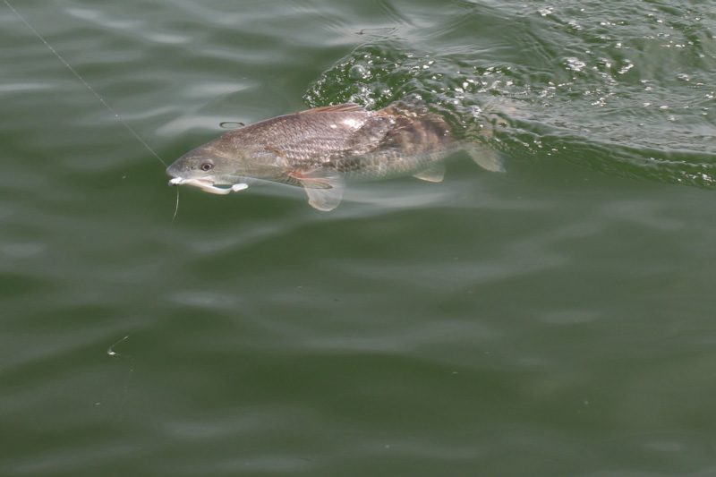 puppy drum fishing