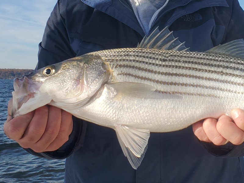 rockfish in the chesapeake bay