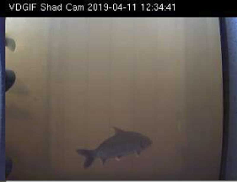 underwater shad cam