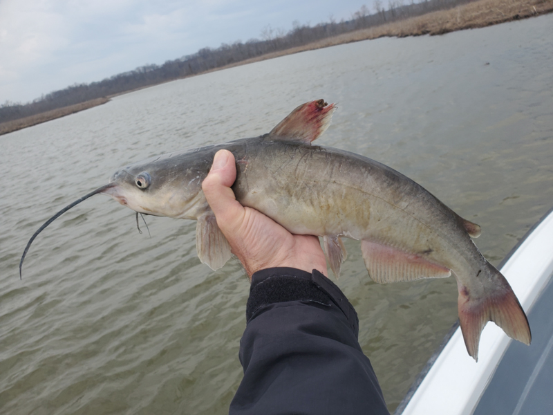 southern bay catfish