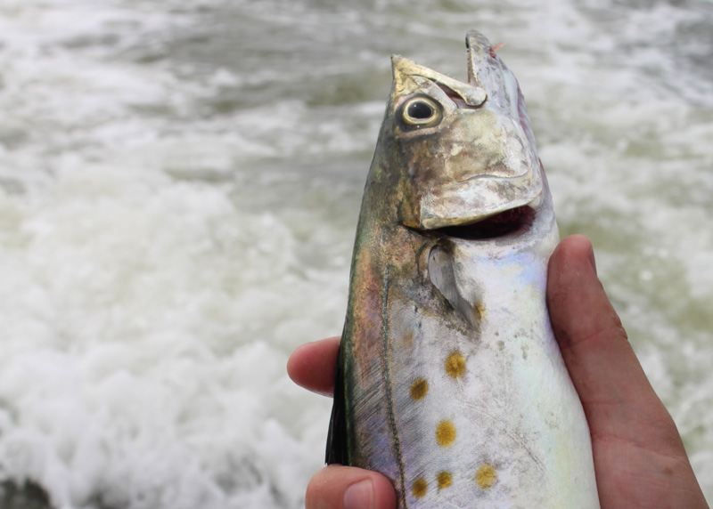 spanish mackerel fish