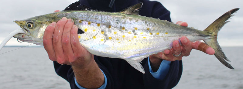 fishing for spanish mackerel