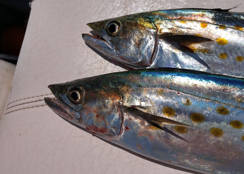 mackerel in boat