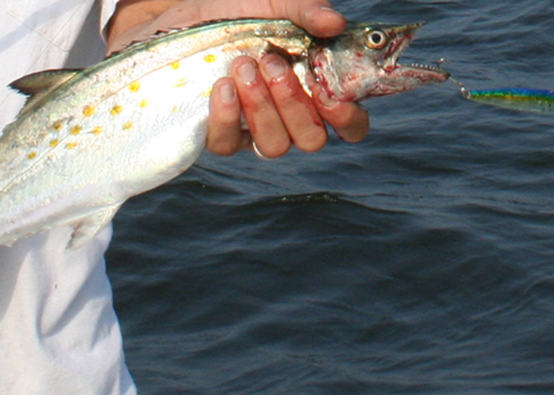 spanish mackerel on a spoon