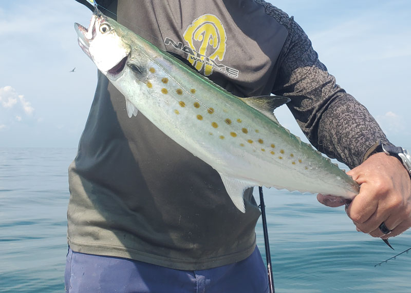 spanish mackerel fishing