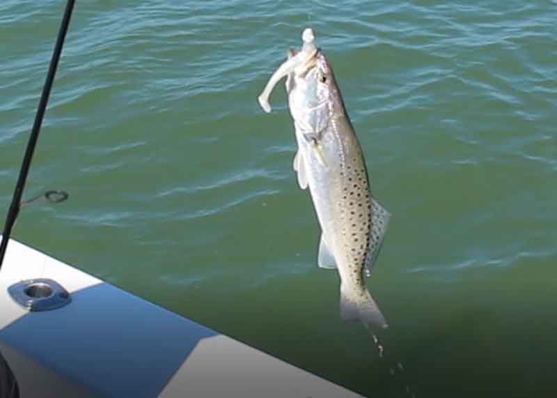 speckled sea trout