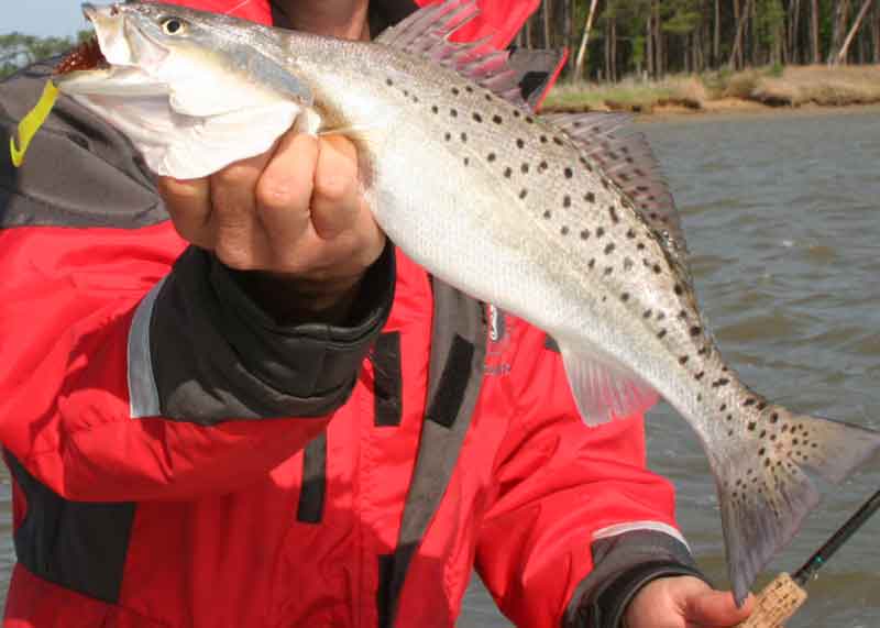 speckled trout