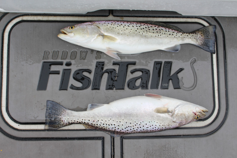 speckled trout on the deck