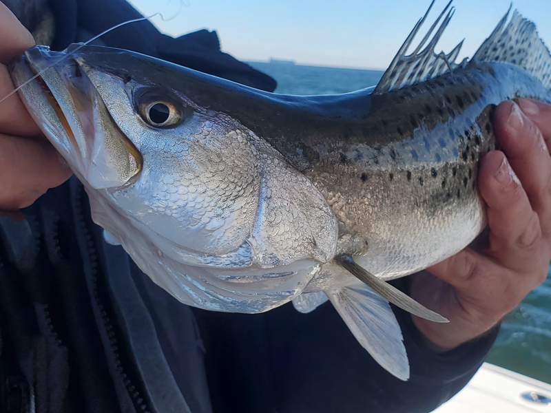 speckled trout fish