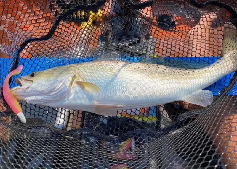 trout in net