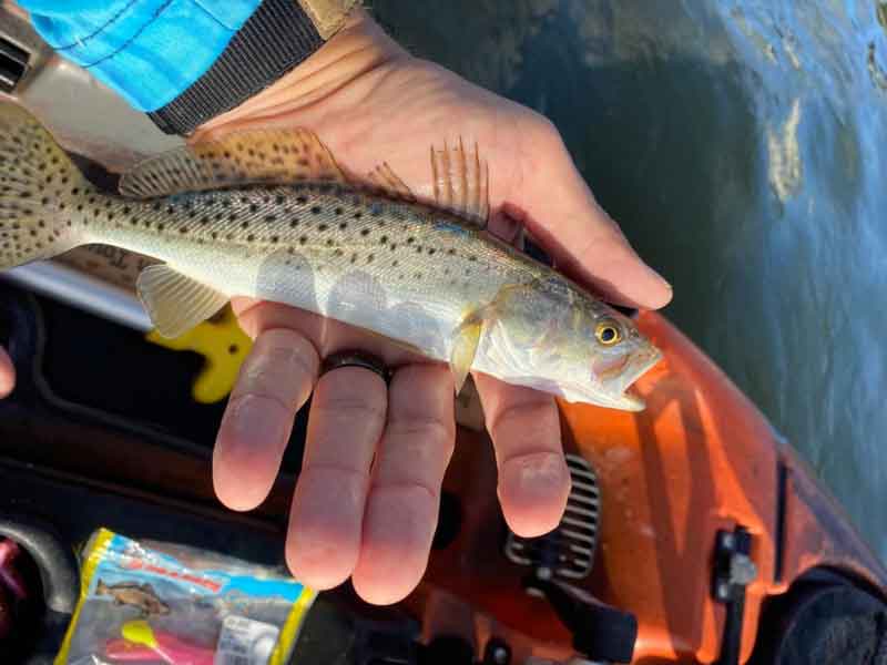 sea shad speckled trout