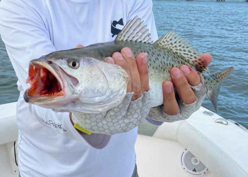 speckled sea trout