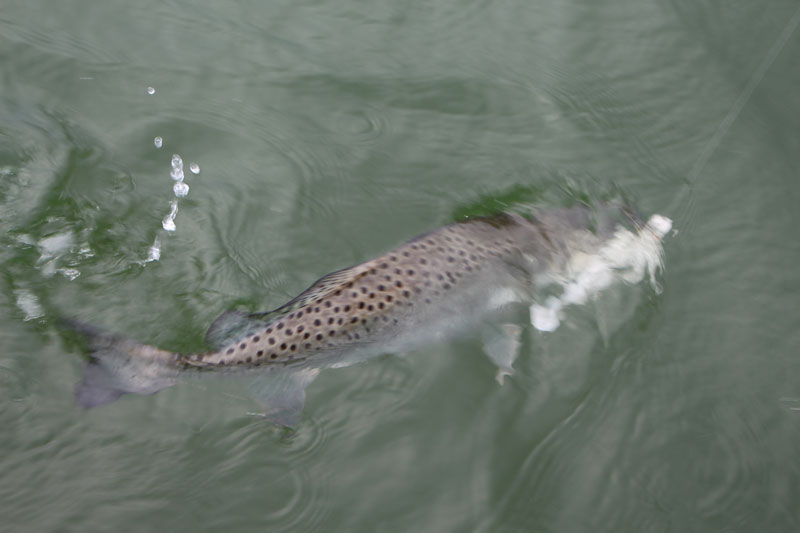 speckled trout