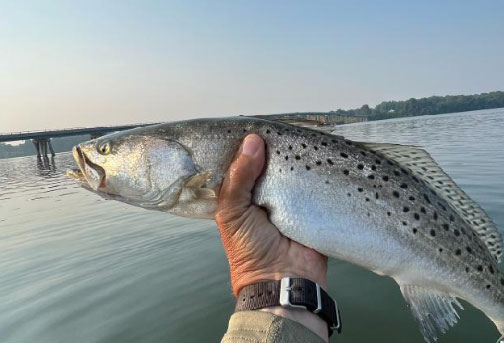 speckled sea trout caught kayak fishing in virginia