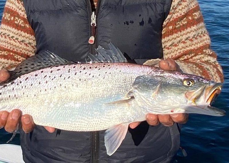 speckled trout in spring