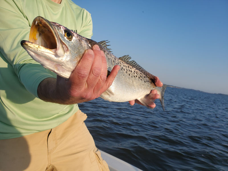 speckled sea trout fish