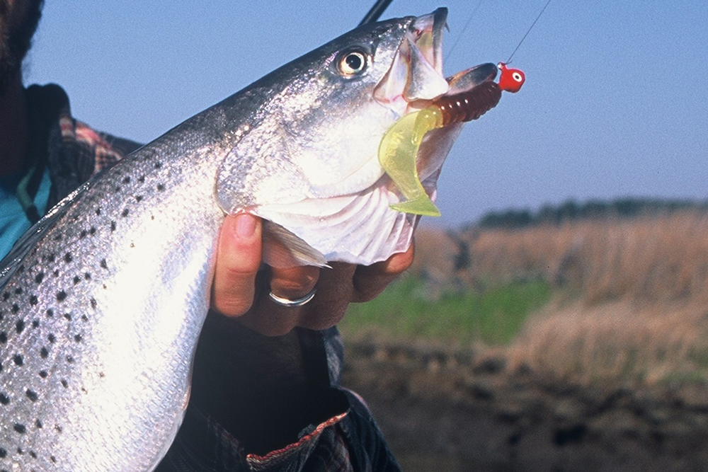 speckled sea trout fishing