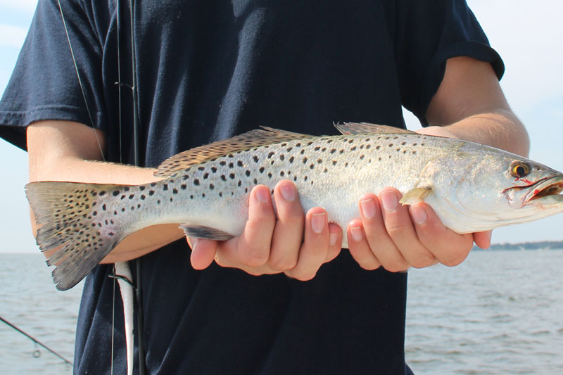 speckled sea trout