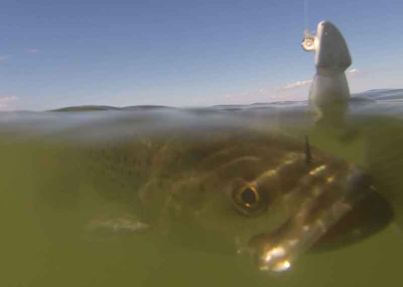 speckled sea trout under water