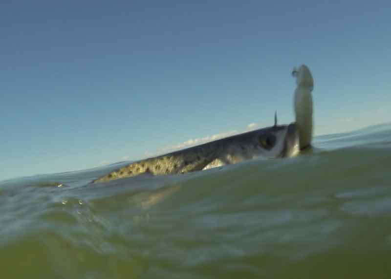 speckled sea trout in the water