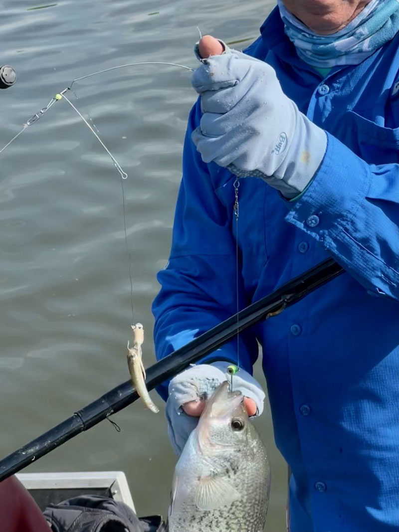 spider rig crappie fishing