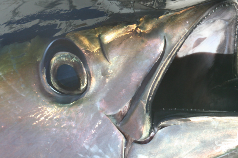 tuna eye