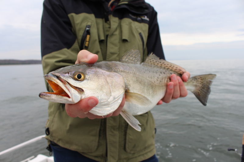 speckled sea trout in bay