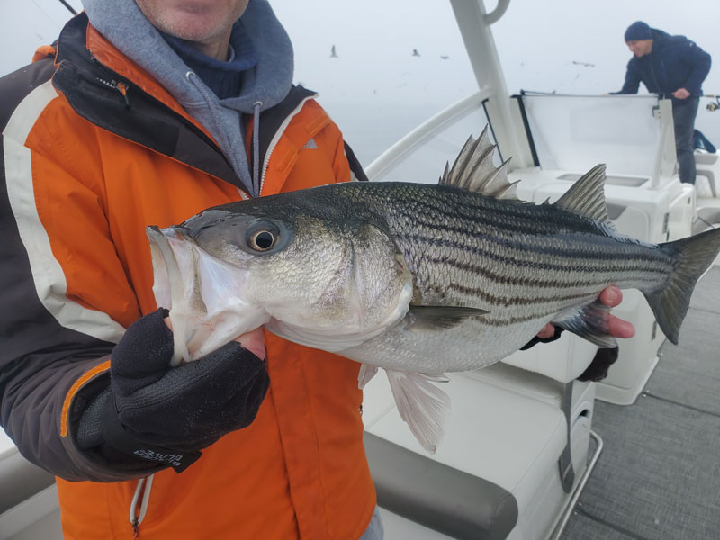 fishermen with striped bass