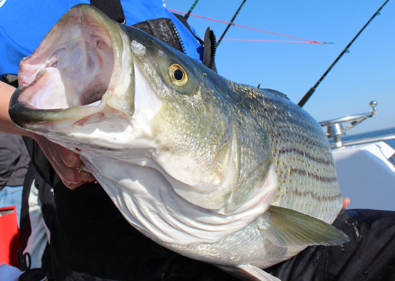 big striper caught by angler