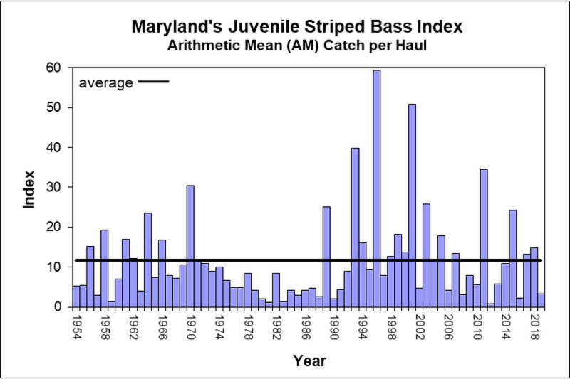 striped bass young of year index