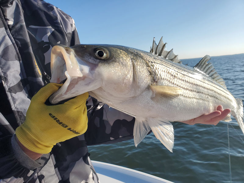 NEW STRIPED BASS LIMITS & REGS! 1-Fish Slot Limits for Maryland