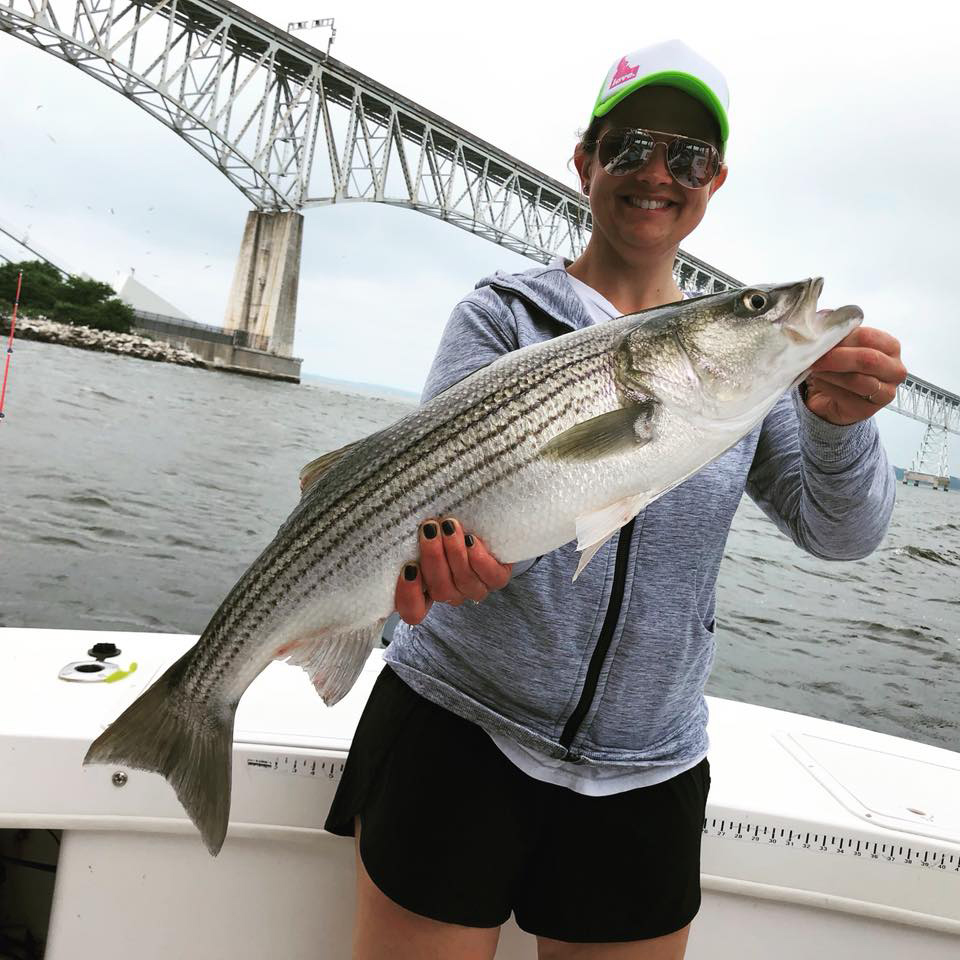 striped bass caught at chesapeake bay bridges