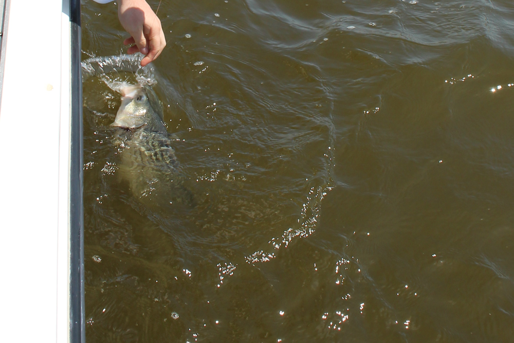 striper in muddy water