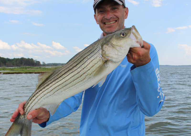 striped bass during may worm season