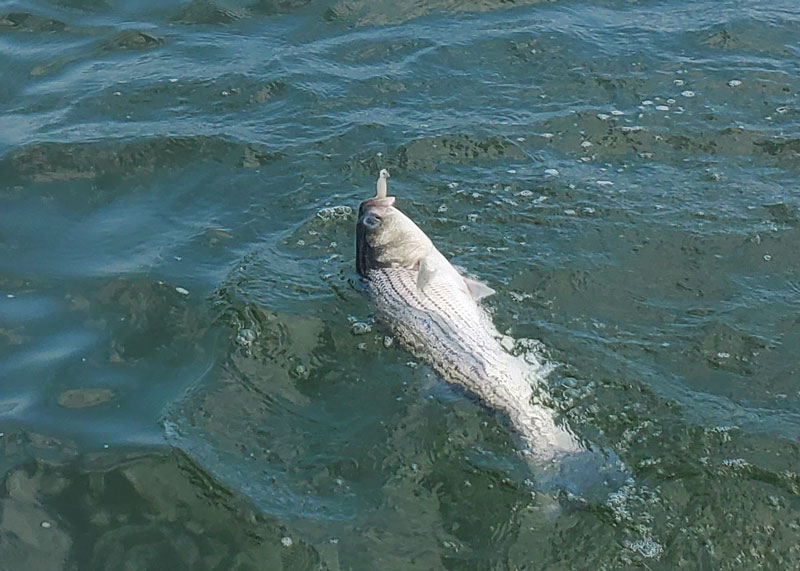 striped bass in the water
