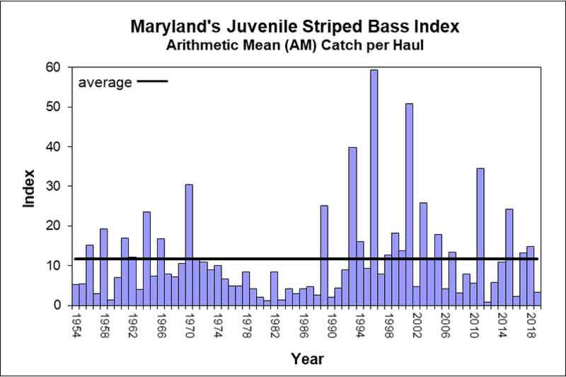 striped bass spawning success