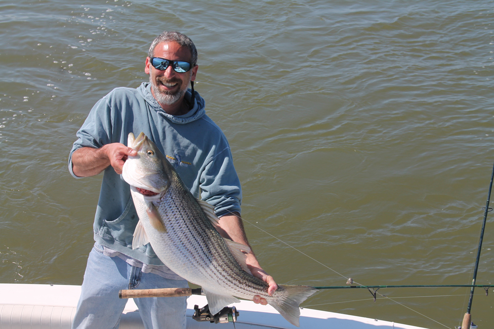 striper fishing with live spot