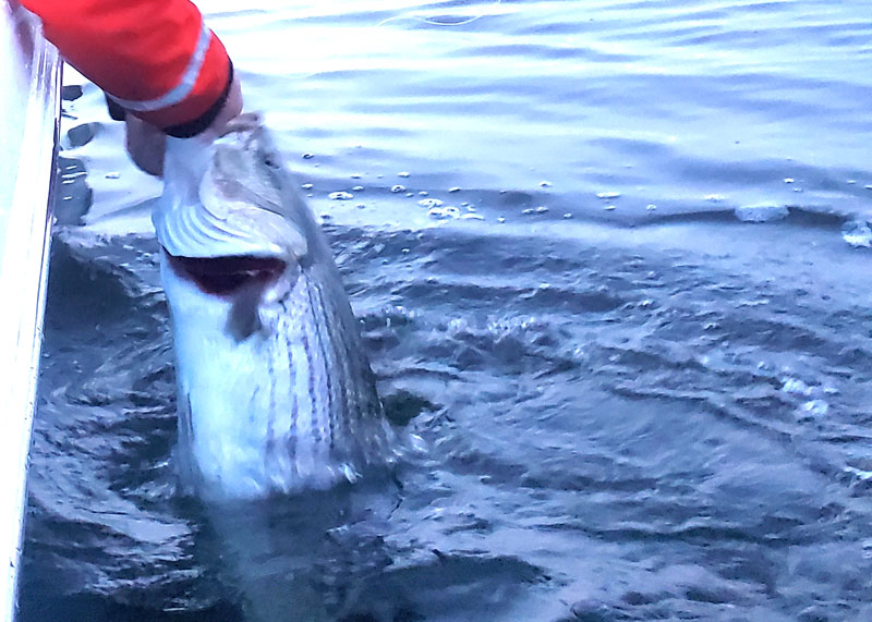 ocean run stripers