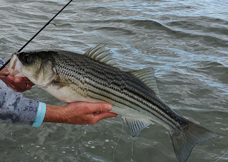 slot sied striper