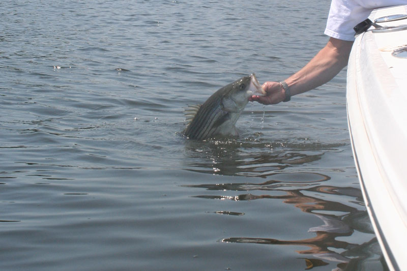 catching striped bass