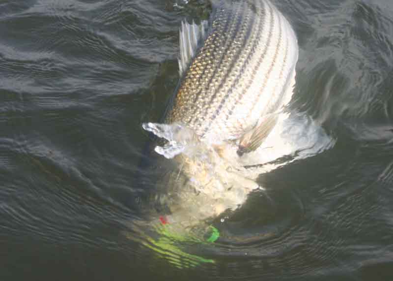 striped bass on the line