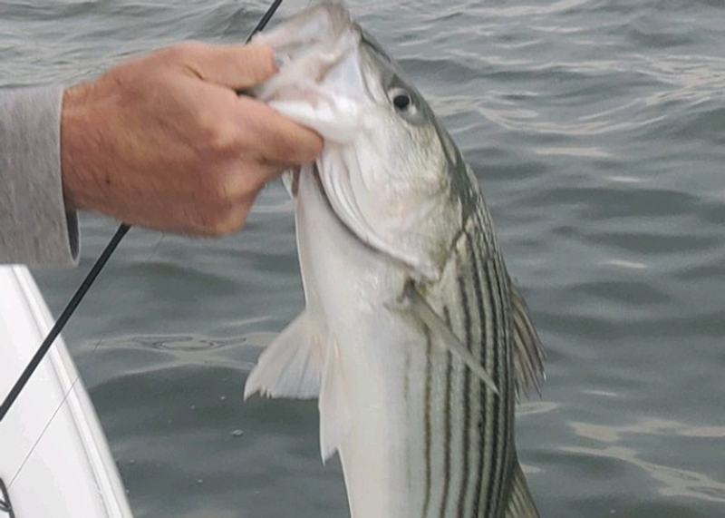 stripers in the bay caught on jigs