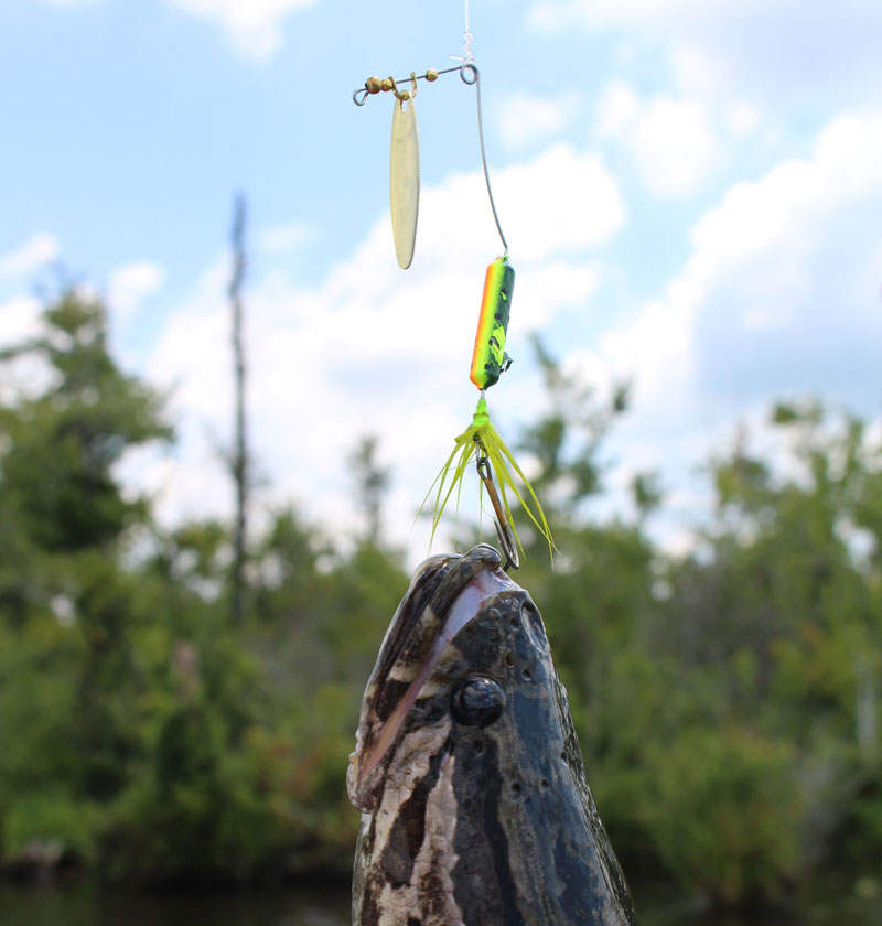 snakehead on a spinnerbait