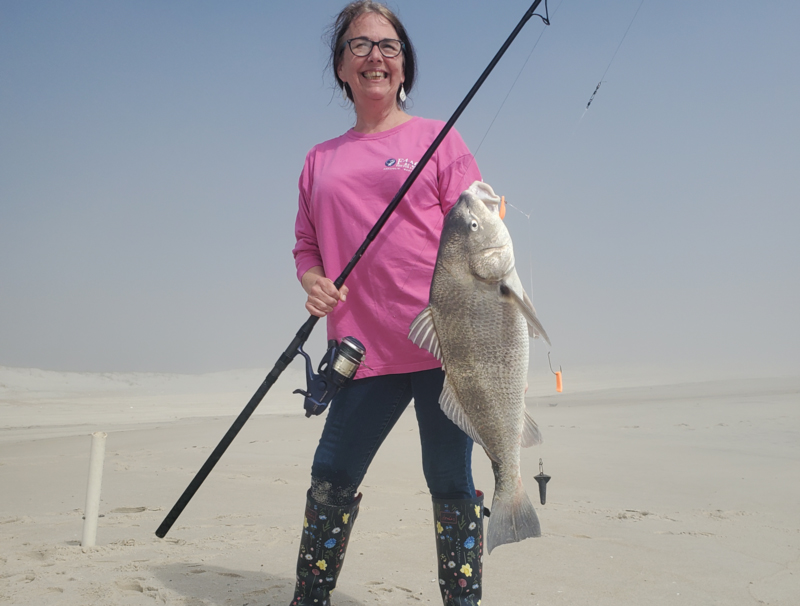 black drum caught surf fishing