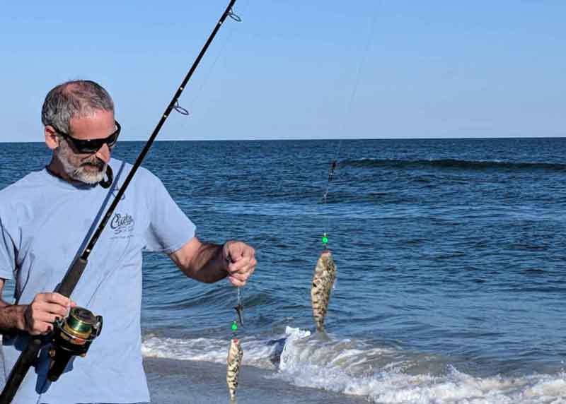 puffer fish caught in the surf