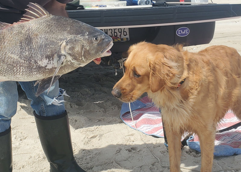 assateague island black drum